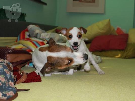 Beagle - Μπιγκλ καθαροαιμα και υιγιεστατα κουταβια στις καλυτερες τιμες 6979314054...